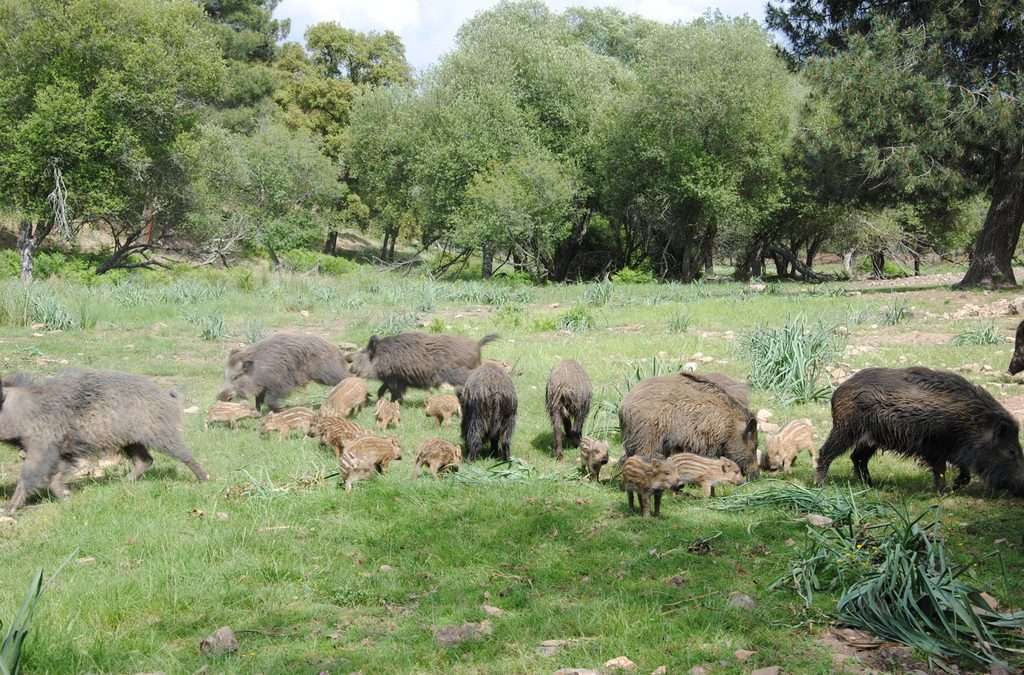 Los decomisos de jabalíes en Extremadura por posible tuberculosis arruinan el sector productor…